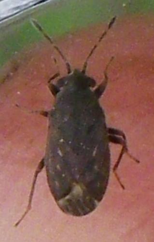 Réf. 215 942 : Stygnocoris sp.